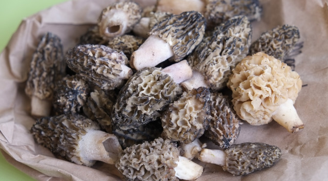 What Does $12 of Morel Mushrooms Taste Like? Trout Lake Farmers Market